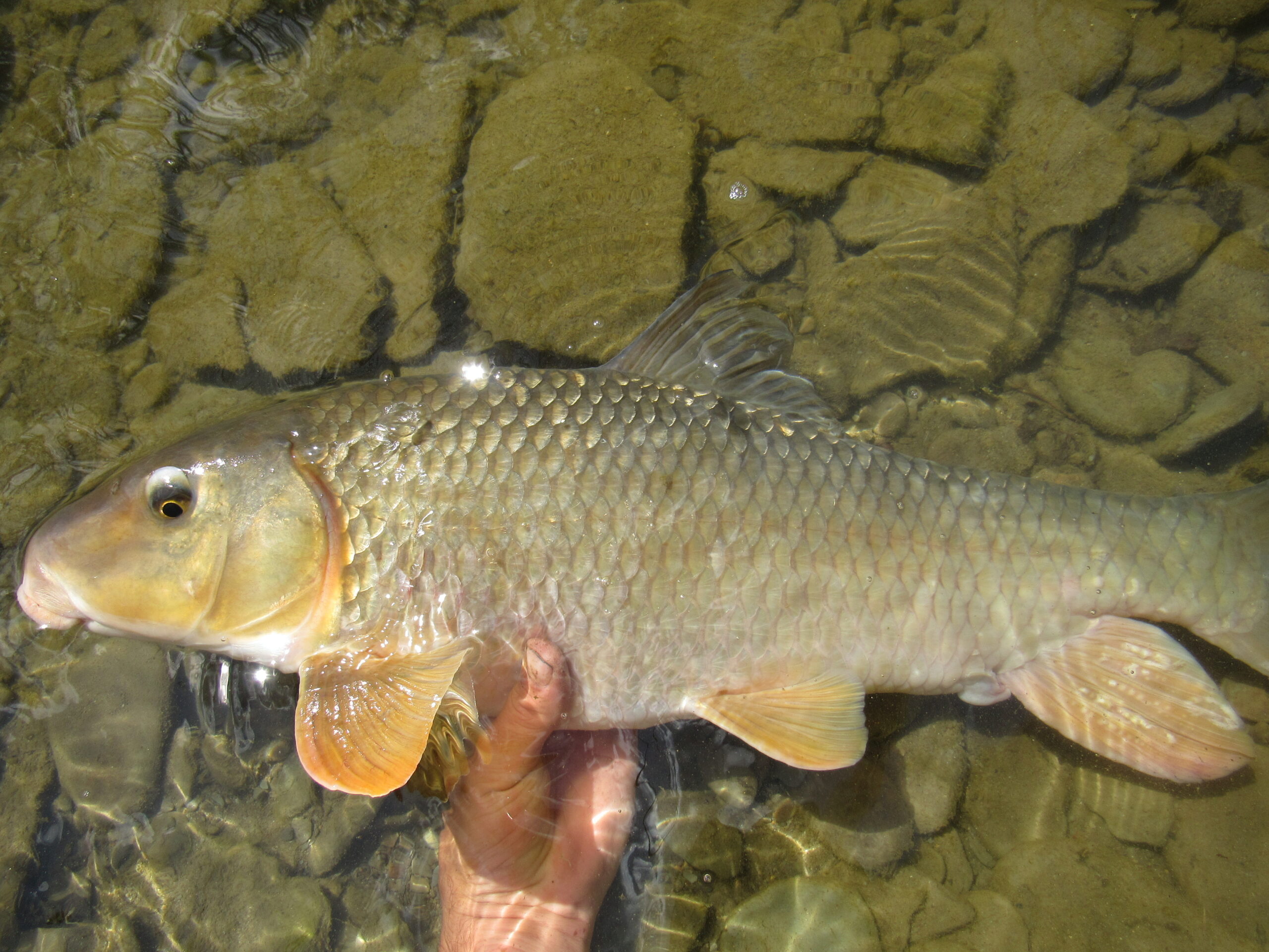 Moxostoma anisurum, Silver Redhorse, Tributary to Lake Erie, Pennsylvania, 11 pounds, Photograph courtesy of Tim Aldridge.