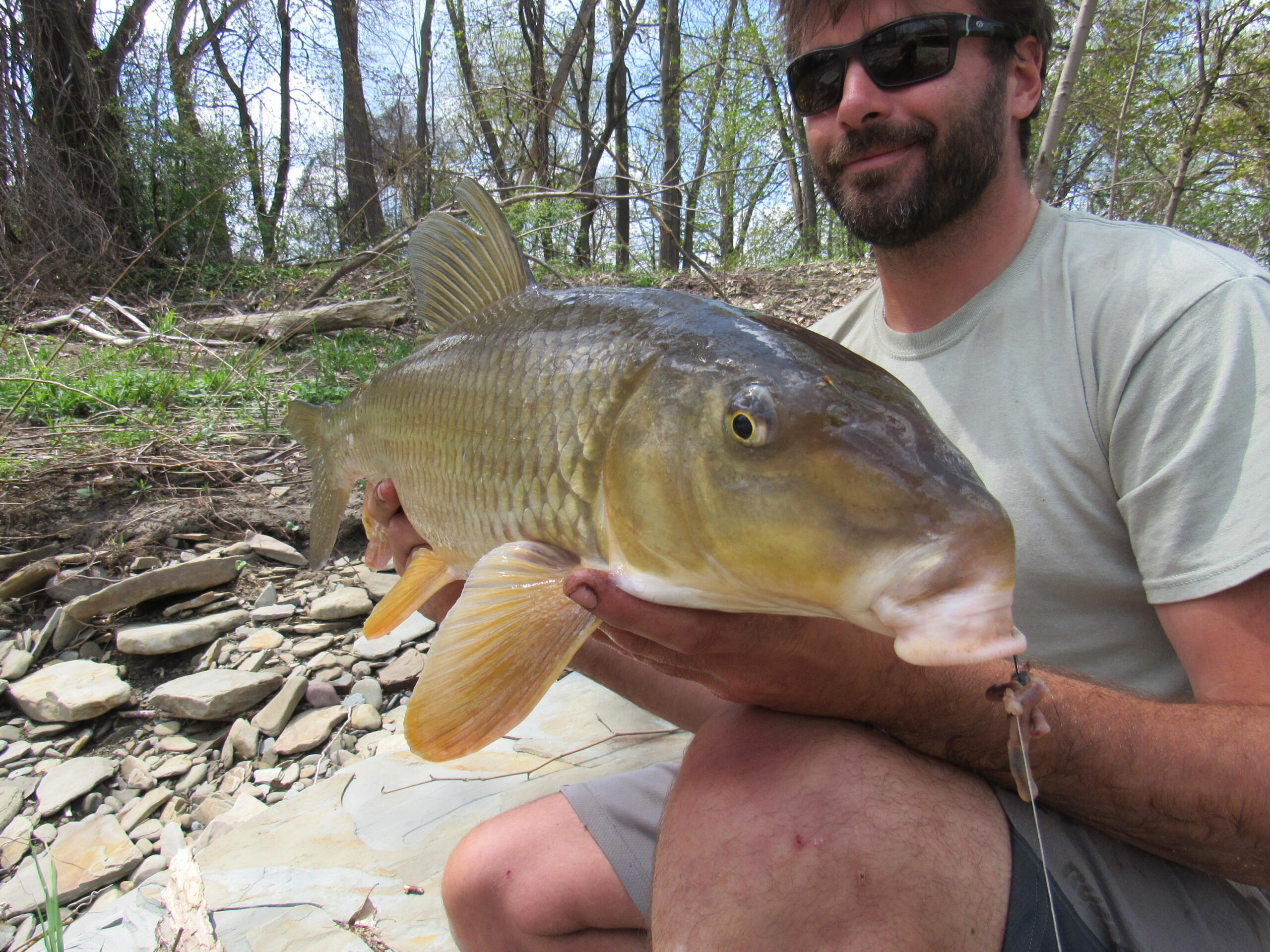 Moxostoma anisurum, Silver Redhorse, Tributary to Lake Erie, Pennsylvania, 11 pounds, Photograph courtesy of Tim Aldridge.