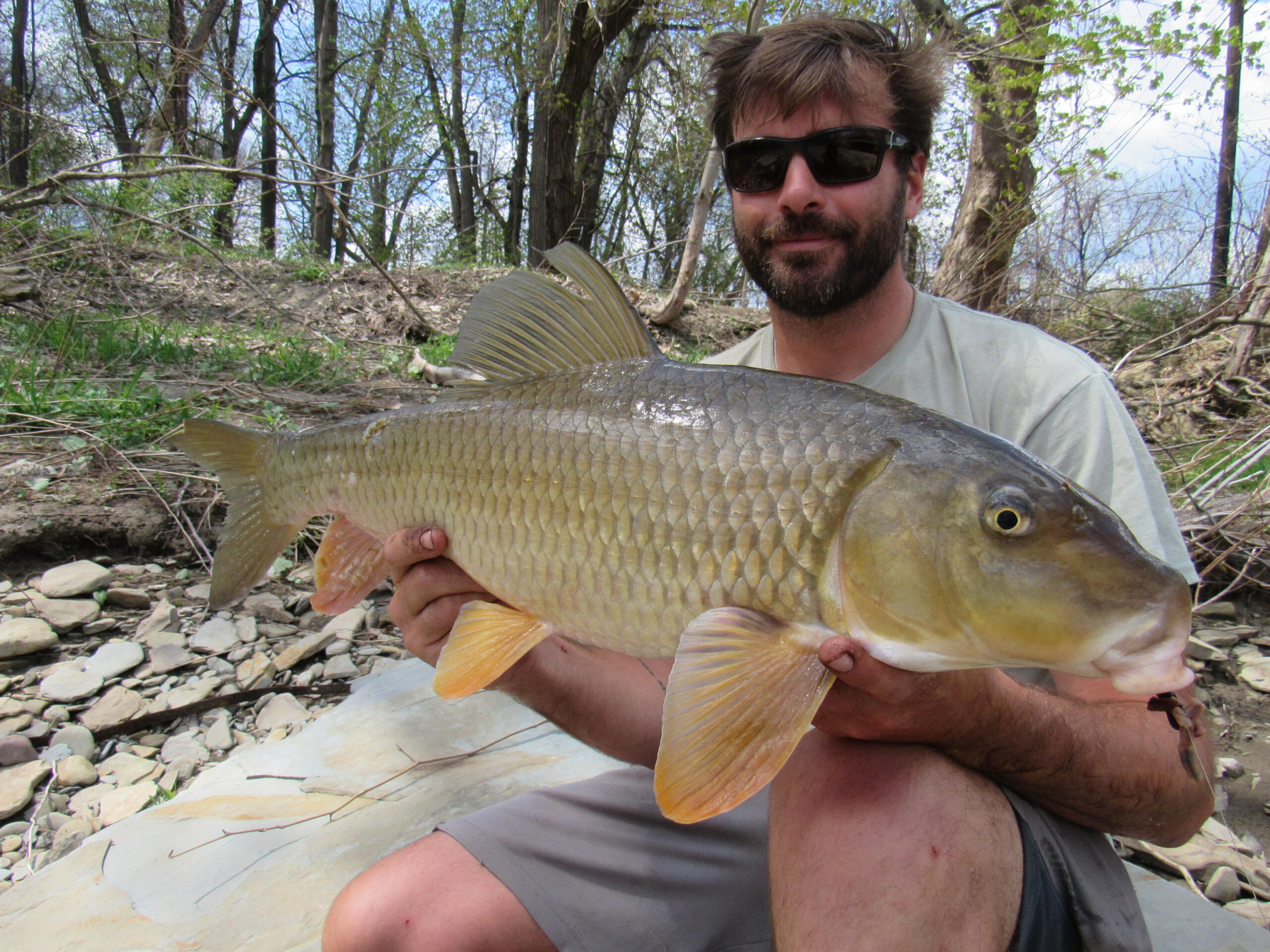 Moxostoma anisurum, Silver Redhorse, Tributary to Lake Erie, Pennsylvania, 11 pounds, Photograph courtesy of Tim Aldridge.