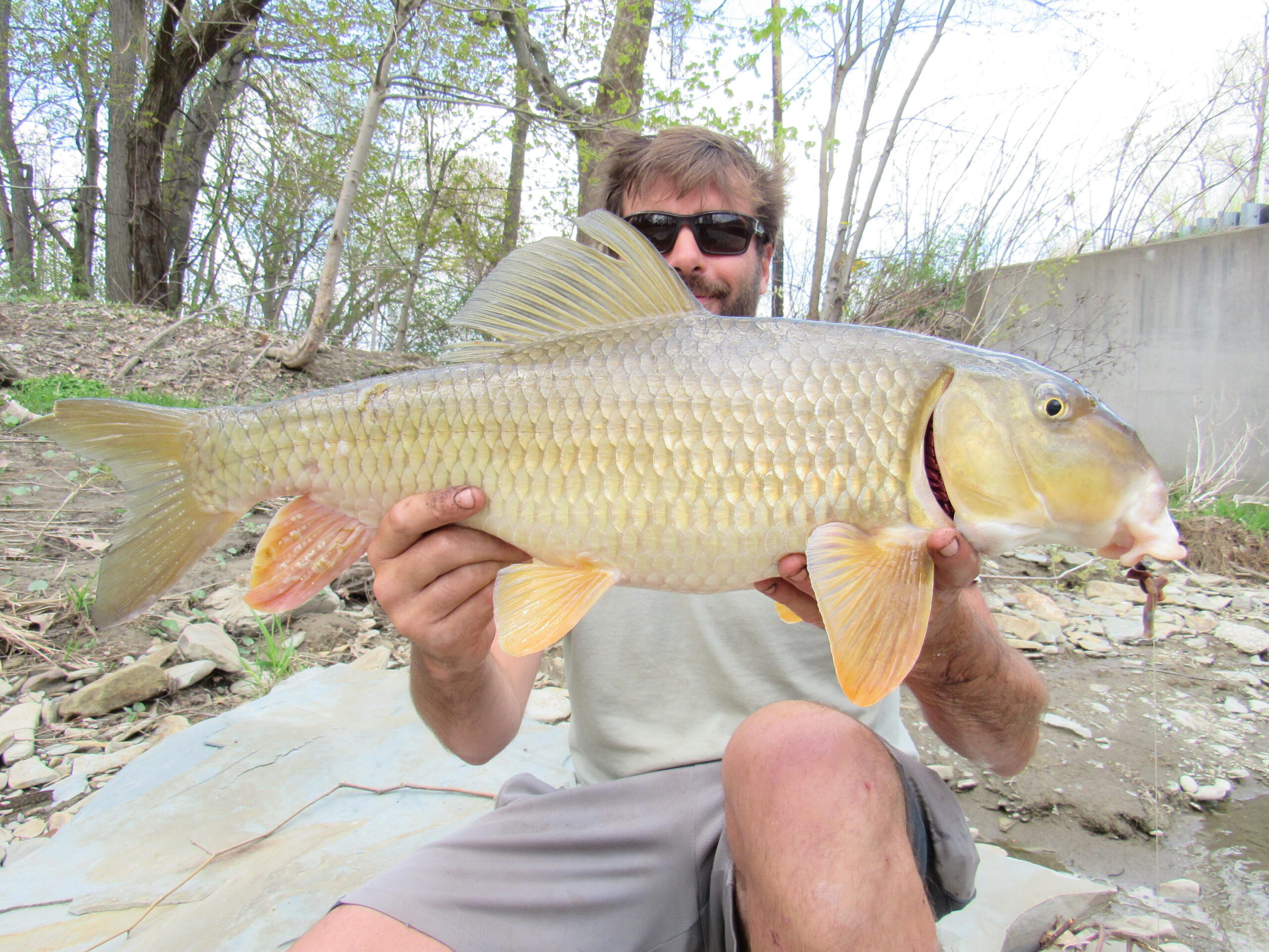 Moxostoma anisurum, Silver Redhorse, Tributary to Lake Erie, Pennsylvania, 11 pounds, Photograph courtesy of Tim Aldridge.