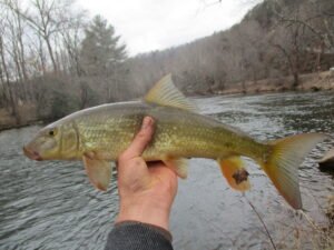 Moxostoma duquesnei, Black Redhorse, Oconaluftee River, Swain Co., NC. Photograph courtesy of Tim Aldridge.