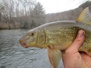 Moxostoma duquesnei, Black Redhorse, Oconaluftee River, Swain Co., NC. Photograph courtesy of Tim Aldridge.