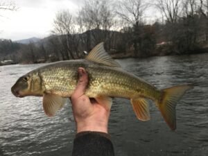 Moxostoma duquesnei, Black Redhorse, Tuckasegee River, Whittier, Jackson-Swain Cos., NC. Photograph courtesy of Tim Aldridge.