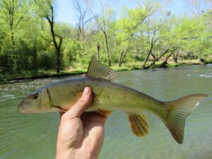 Moxostoma duquesnei, Black Redhorse, Oconaluftee River, Swain Co., NC. Photograph courtesy of Tim Aldridge.