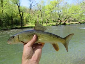 Moxostoma duquesnei, Black Redhorse, Oconaluftee River, Swain Co., NC. Photograph courtesy of Tim Aldridge.
