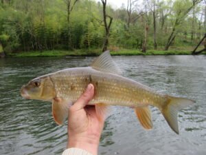 Moxostoma erythrurum, Golden Redhorse, Tuckasegee River, Whittier, Jackson-Swain Cos., NC. Photograph courtesy of Tim Aldridge.