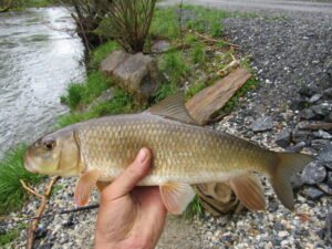 Moxostoma erythrurum, Golden Redhorse, Tuckasegee River, Whittier, Jackson-Swain Cos., NC. Photograph courtesy of Tim Aldridge.