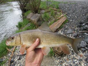 Moxostoma erythrurum, Golden Redhorse, Tuckasegee River, Whittier, Jackson-Swain Cos., NC. Photograph courtesy of Tim Aldridge.