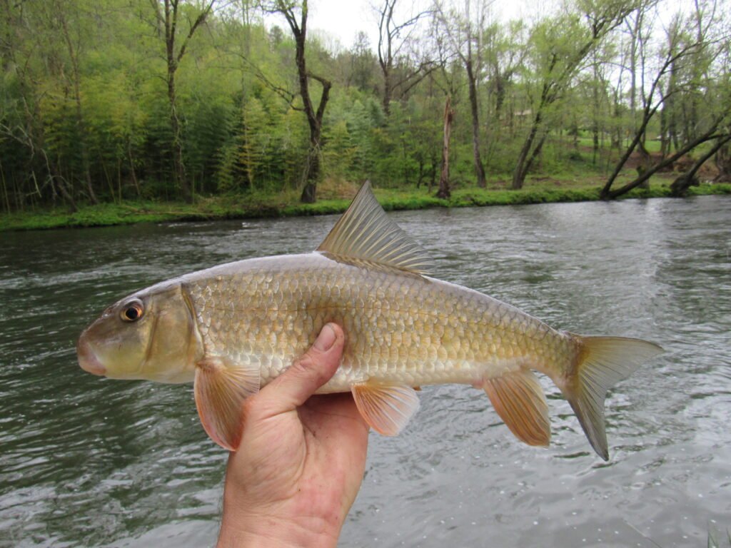 Moxostoma erythrurum, Golden Redhorse, Tuckasegee River, Whittier, Jackson-Swain Cos., NC. Photograph courtesy of Tim Aldridge.