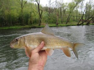 Moxostoma erythrurum, Golden Redhorse, Tuckasegee River, Whittier, Jackson-Swain Cos., NC. Photograph courtesy of Tim Aldridge.