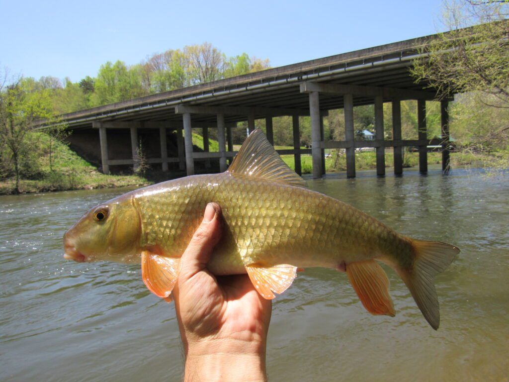 Moxostoma erythrurum, Golden Redhorse, Oconaluftee River, Swain Co., NC. Photograph courtesy of Tim Aldridge.
