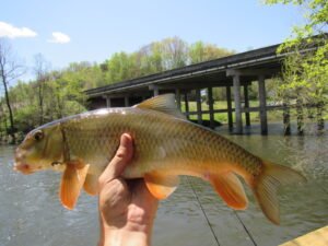 Moxostoma erythrurum, Golden Redhorse, Oconaluftee River, Swain Co., NC. Photograph courtesy of Tim Aldridge.