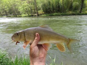 Moxostoma erythrurum, Golden Redhorse, Tuckasegee River, Whittier, Jackson-Swain Cos., NC. Photograph courtesy of Tim Aldridge.