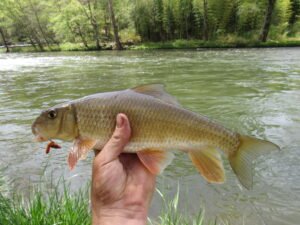 Moxostoma erythrurum, Golden Redhorse, Tuckasegee River, Whittier, Jackson-Swain Cos., NC. Photograph courtesy of Tim Aldridge.