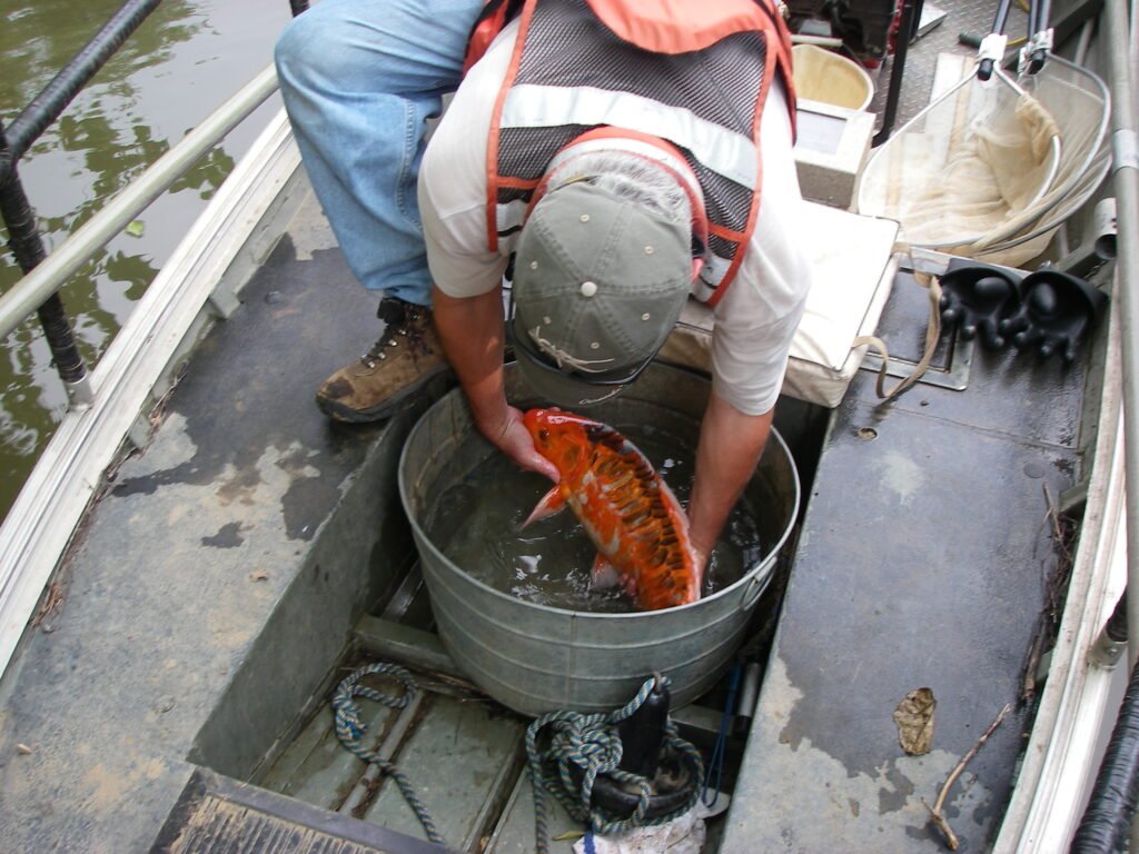Cyprinus rubrofuscus, Koi, Dan River, Stokes County, NC, 2010. Photograph courtesy of Kim Baker, Duke Energy.
