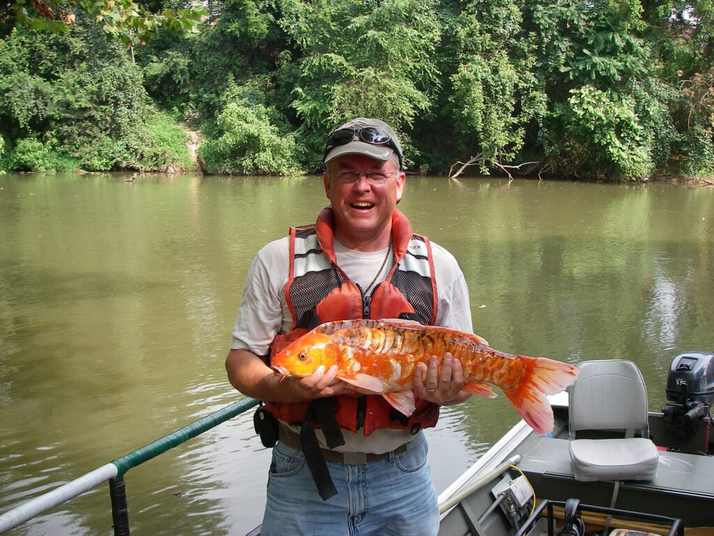 Cyprinus rubrofuscus, Koi, Dan River, Stokes County, NC, 2010. Photograph courtesy of Kim Baker, Duke Energy.