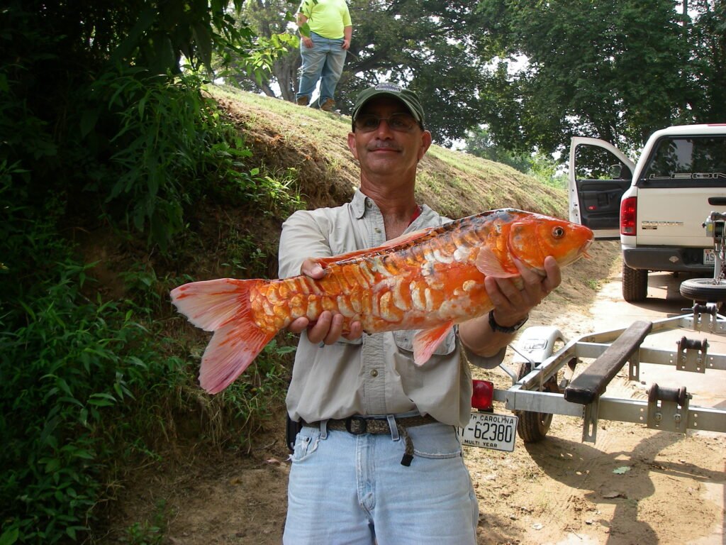 Cyprinus rubrofuscus, Koi, Dan River, Stokes County, NC, 2010. Photograph courtesy of Mark Auten, Duke Energy.