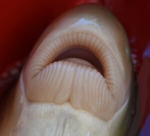 Lips - Moxostoma carinatum, River Redhorse, Pigeon River @ Hepco, Haywood County, NC, July 2025. Photograph courtesy of J. Michael Swing, Duke Energy