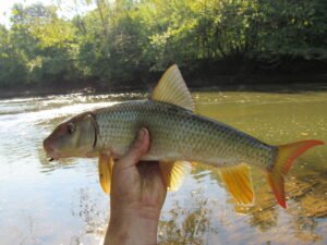 Moxostoma carinatum, River Redhorse, Valley River @ Murphy, Cherokee County, NC. Photograph courtesy of Tim Aldridge.