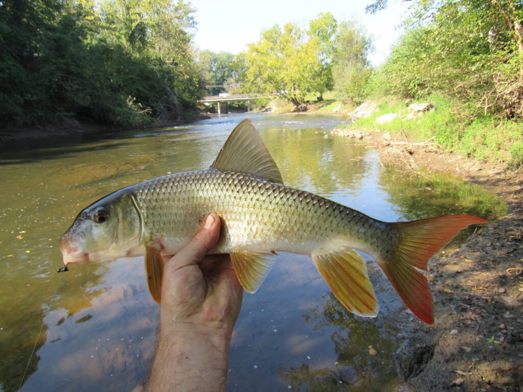 Moxostoma carinatum, River Redhorse, Valley River @ Murphy, Cherokee County, NC. Photograph courtesy of Tim Aldridge.