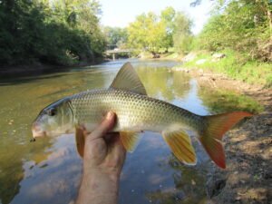Moxostoma carinatum, River Redhorse, Valley River @ Murphy, Cherokee County, NC. Photograph courtesy of Tim Aldridge.
