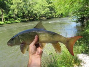 Moxostoma carinatum, River Redhorse, Oconaluftee River, Swain County, NC. Photograph courtesy of Tim Aldridge.