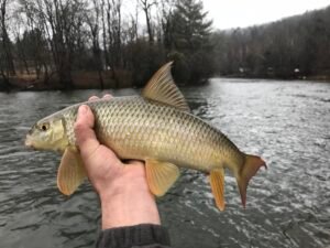 Moxostoma breviceps, Smallmouth Redhorse, Tuckasegee River, Whittier, Jackson-Swain Cos., NC. Photograph courtesy of Tim Aldridge.