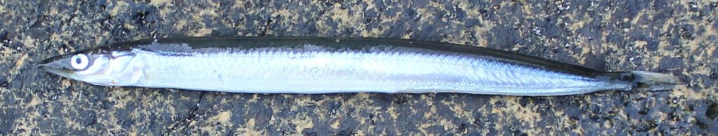 Ammodytes americanus, American Sand Lance. Source: Fishbase December 22, 2025