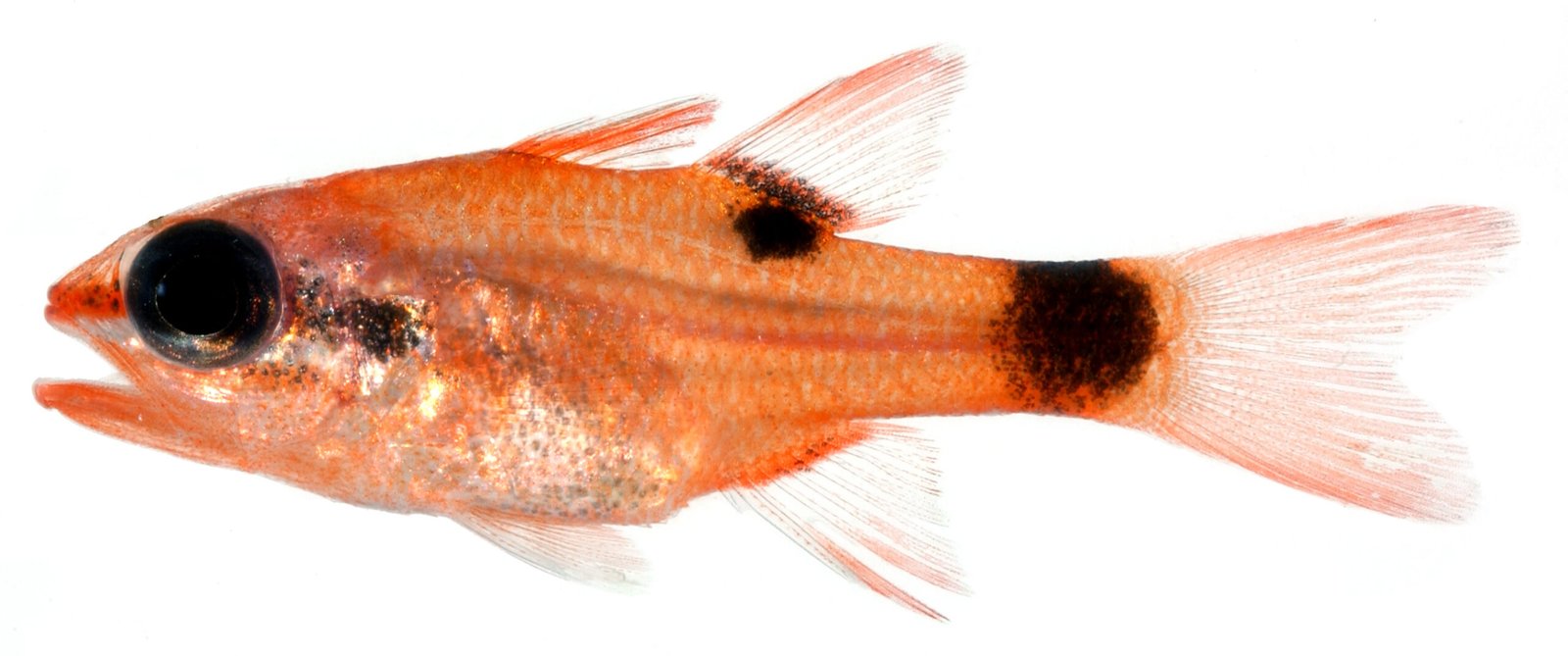Apogon maculatus, Flamefish. Source: Wikipedia, December 31, 2025.