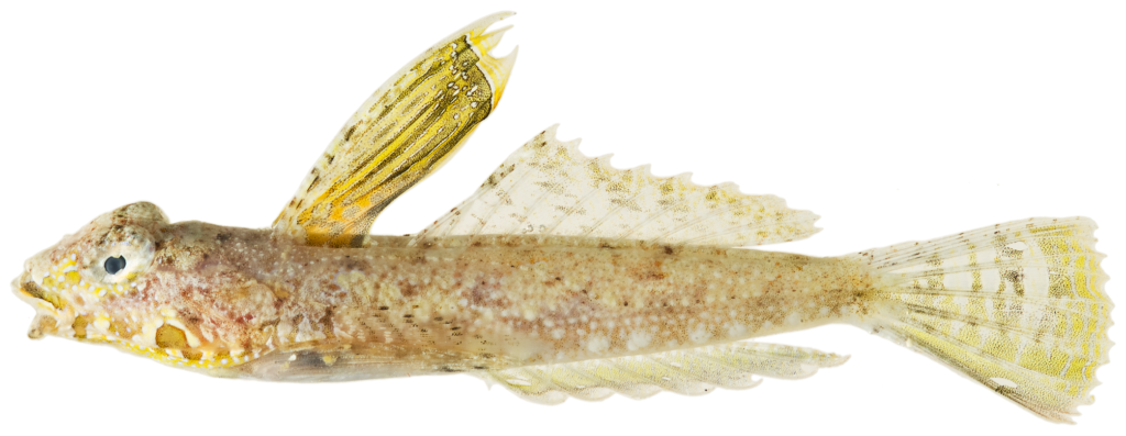 Callionymus bairdii, Lancer Dragonet. Source: J.T. Williams. doi:10.1371/journal.pone.0010676.g162