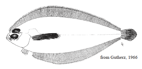 Monolene atrimana, Blackfin Flounder. Source: FAO 2002.