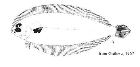 Monolene sessilcauda, Deepwater Flounder. Source: FAO 2002.