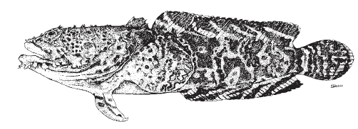 Opsanus pardus, Leopard Toadfish. Source: FAO 2002