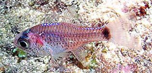 Phaeoptyx pigmentaria, Dusky Cardinalfish. Source: Fishbase, December 22, 2025