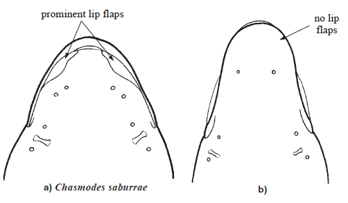 Chasmodes spp. - ventral view of head - a) Chasmodes suburrae; b) Chasmodes bosquianus. Source: FAO 2002.