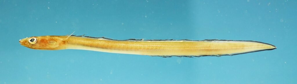 Ariosoma selenops, Mooneye Conger. Source: SEFSC Pascagoula Laboratory; Collection of Brandi Noble, NOAA/NMFS/SEFSC