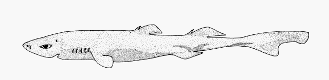 Etmopterus gracilispinus, Broadband Lantern Shark. Source: Fishbase, 01/02/2026.