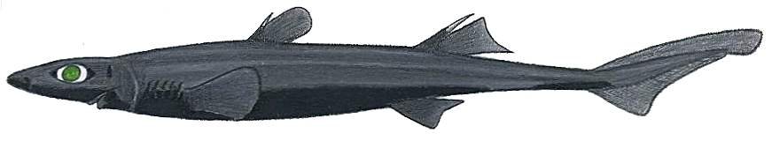 Etmopterus bullisi, Lined Lantern Shark. Source: Wikipedia, 01/02/2026.