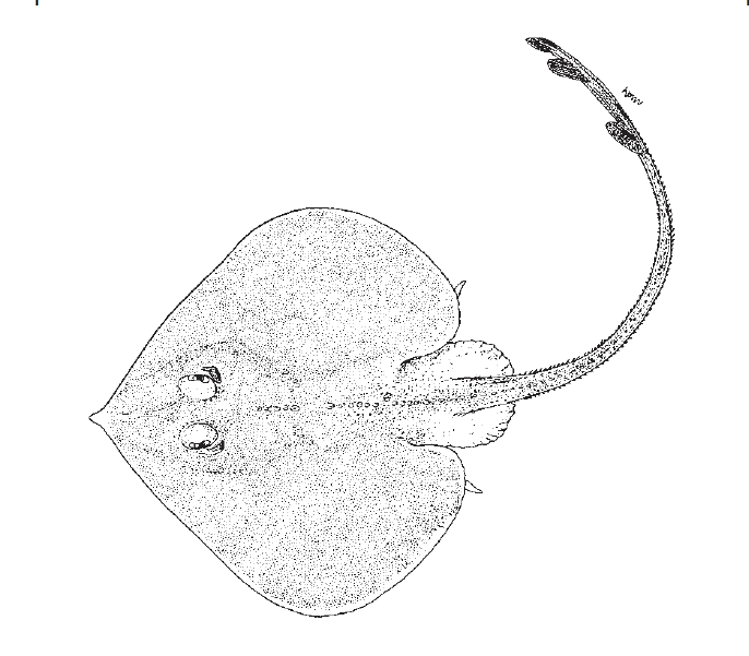 Fenestraja atripinna, Blackfin Pygmy Skate. Source: FAO 2002.