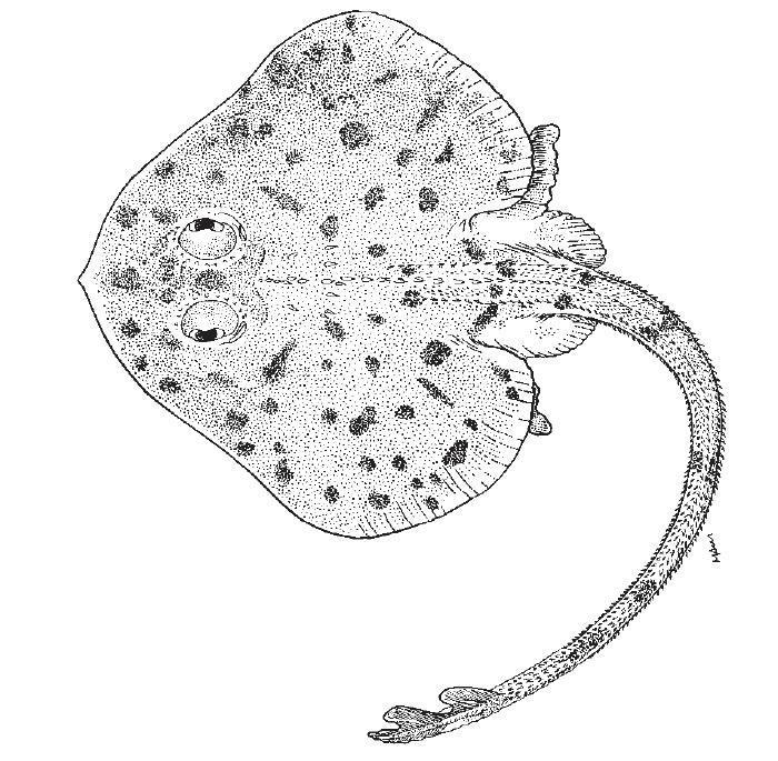 Fenestraja plutonia, Underworld Windowskate. Source: FAO 2002.