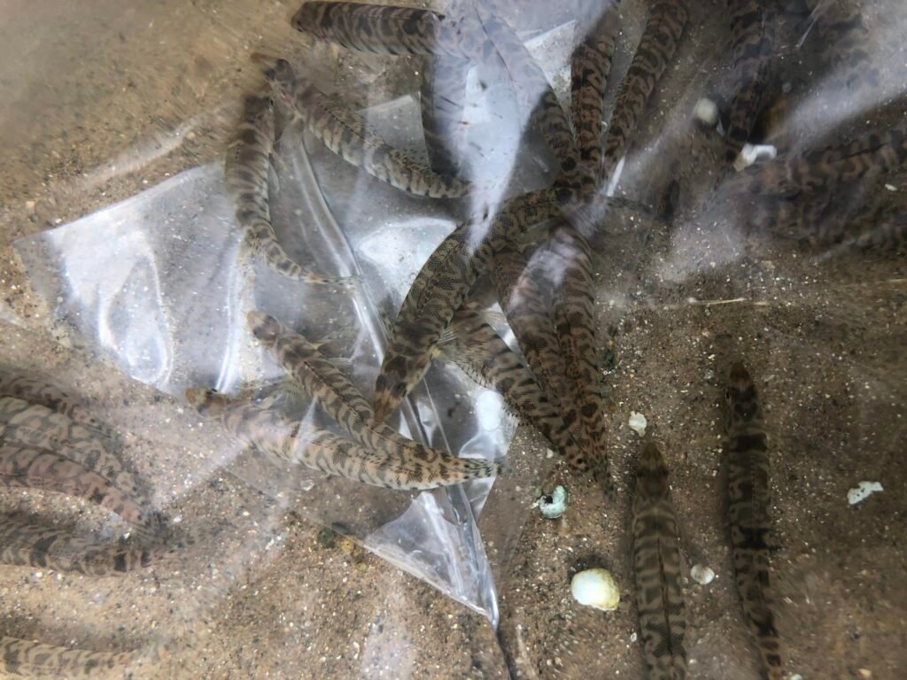 Propagated Roanoke Logperch being released into the upper Mayo River, Rockingham County, NC October 10, 2023. Photo credit: W. Thomas Russ.