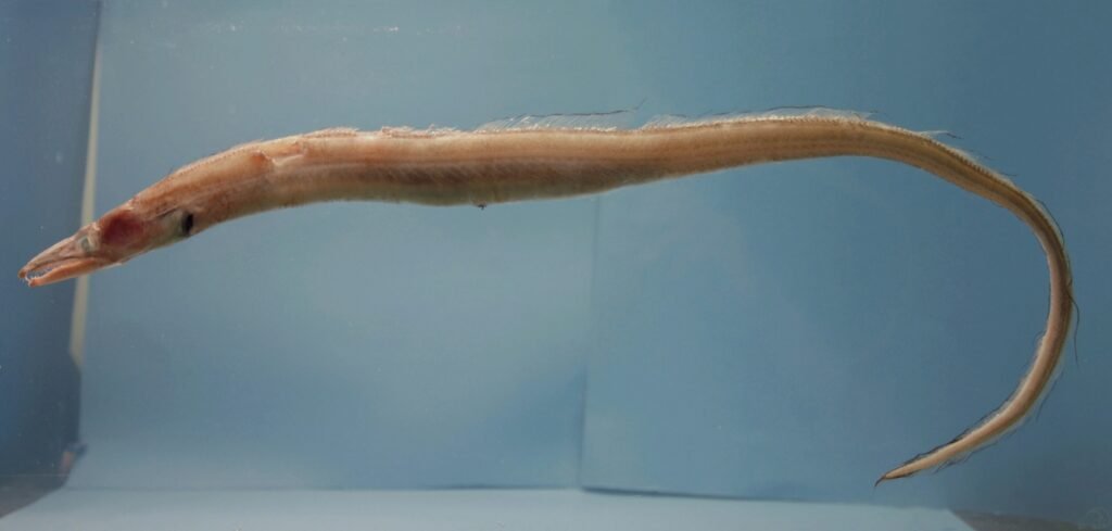 Xenomystax congroides, Bristletooth Conger. Source: SEFSC Pascagoula Laboratory; Collection of Brandi Noble, NOAA/NMFS/SEFSC