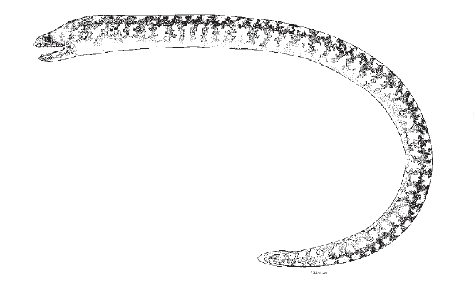 Anarchias similis, Pygmy Moray. Source: FAO 2016.