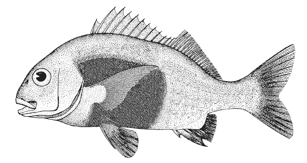 Anistromeus surinamensis, Black Margate. Source: FAO 2002.