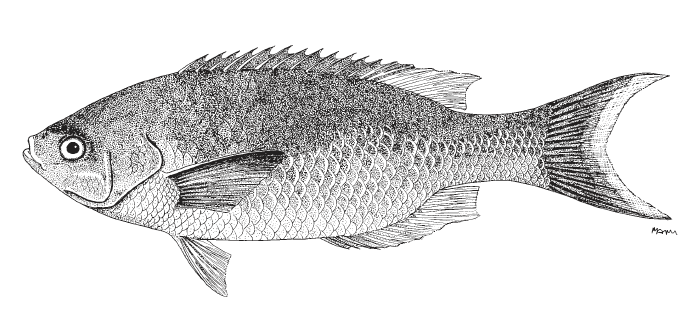 Bodianus parrae, Creole Wrasse. Source: FAO 2002.