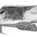 Bodianus pulchellus, Spotfin Hogfish. Source: FAO 2002.