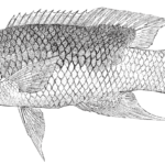 Bodianus rufus, Spanish Hogfish. Source: FAO 2002.