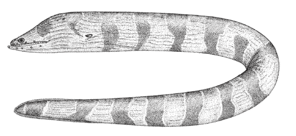 Channomuraena vittata, Broadbanded Moray. Source: FAO 2002.