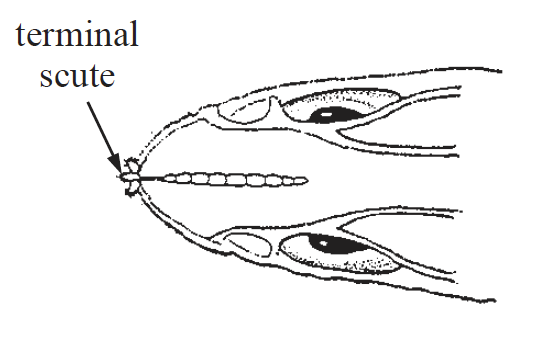 Coelorinchus caelorhincus, Saddled Grenadier. Source: FAO 2002.