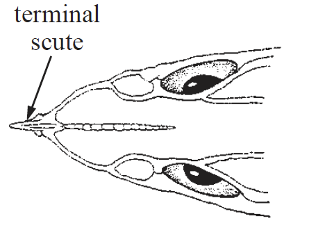 Coelorinchus caribbaeus, Blackfin Grenadier. Source: FAO 2002.